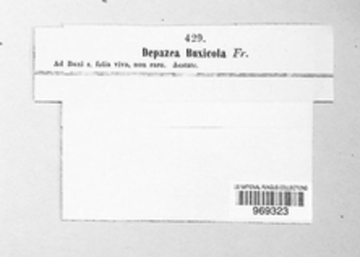 Depazea buxicola image